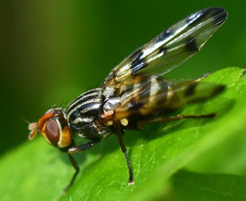 Otites ruficeps
